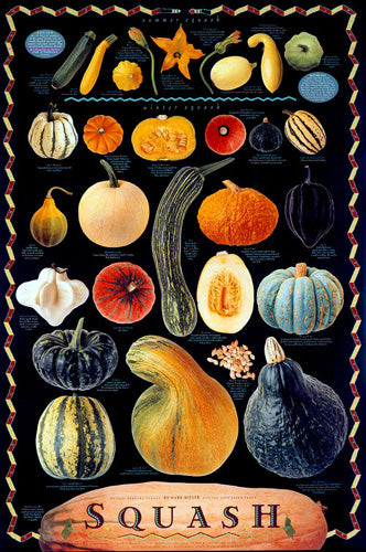 Squash Fruits Culinary Food Wall Chart Poster by Mark Miller - Celestial Arts Inc.