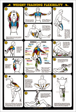 Weight Training Flexibility Stretching Professional Fitness Wall Chart Poster - Fitnus Corp.