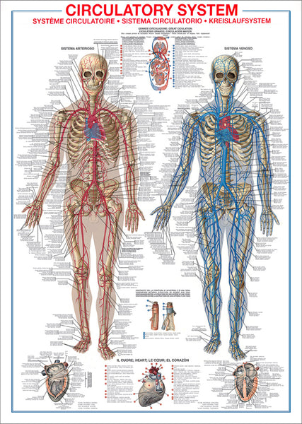 The Circulatory System Human Anatomy Wall Chart 27x39 Reference Poster - Ricordi Arte/Eurographics