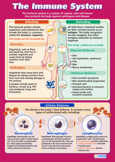 The Immune System Human Physiology Biology Health and Wellness Wall Chart Poster - Daydream Education