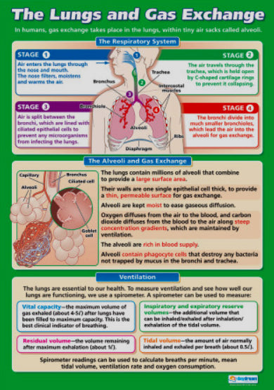 The Lungs and Gas Exchange Human Respiration Physiology Biology Wall C ...