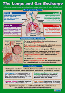 The Lungs and Gas Exchange Human Respiration Physiology Biology Wall Chart Poster - Daydream Education