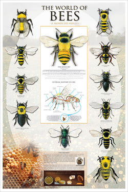 The World of Bees Educational Reference Poster - Eurographics Inc.