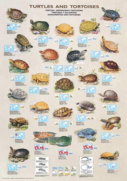 Freshwater Fish (53 Species) Wall Chart Poster - Eurographics
