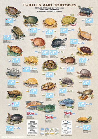Turtles and Tortoises Animal Zoology Wall Chart Poster - Ricordi Arte Group