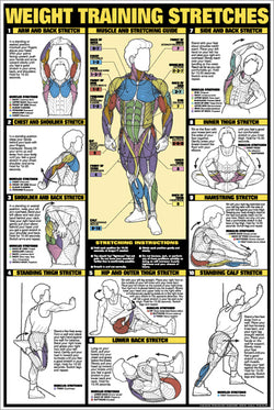 Weight Training Stretches Professional Fitness Instructional Wall Chart Poster - Fitnus Corp.