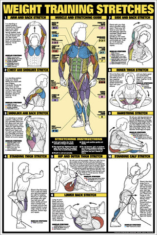 Weight Training Stretches Professional Fitness Instructional Wall Chart Poster - Fitnus Corp.