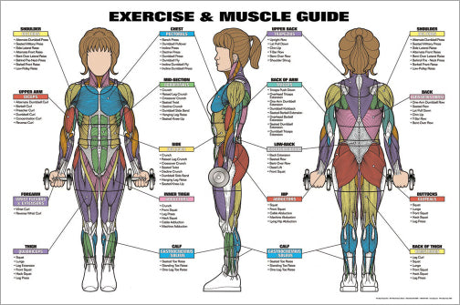 Women's Exercise and Muscle Guide Professional Fitness Anatomy Wall Chart Poster - Fitnus
