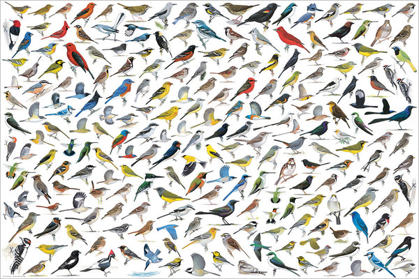 The World of Birds Poster (200 Avian Species Illustrated by David Allen Bibley) - Eurographics Inc.